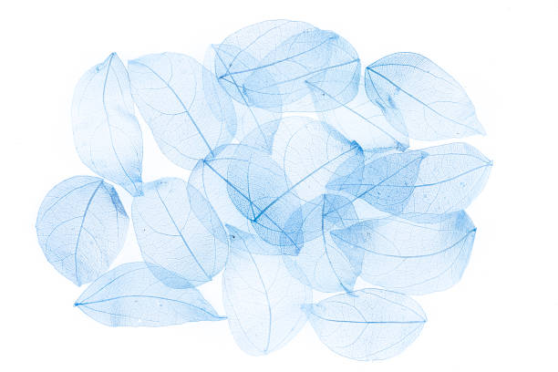 istock transparent blue leaves on white isolated background 901134340