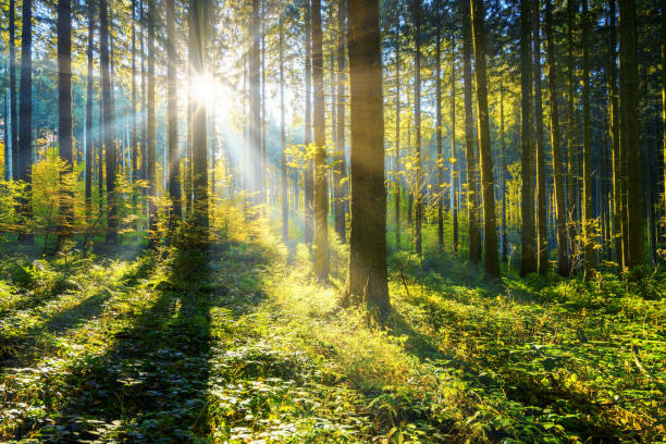 zon schijnt in een forest - forest stockfoto's en -beelden