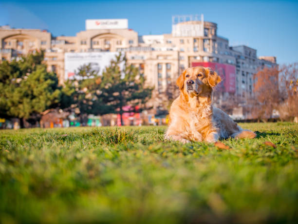 istock Golden Retriever at the Park 901137988