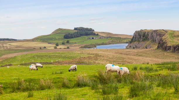 istock Sheep Grazing Near Hadrian's Wall 901140750