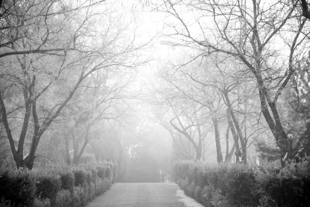 istock winter season view in the forest 901141260
