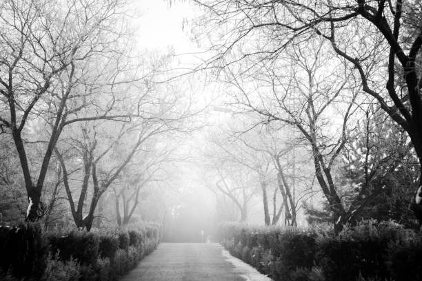 istock winter season view in the forest 901141912