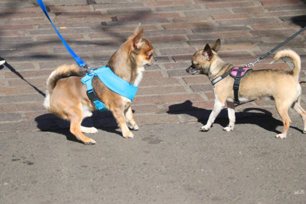 istock pair of dogs 901144572