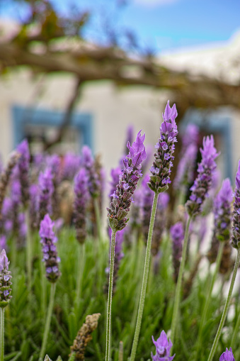 Lilac lavender aromatic flowers, cultivation of lavender plant used as health care, skin care, cosmetics, essential oils and extracts.