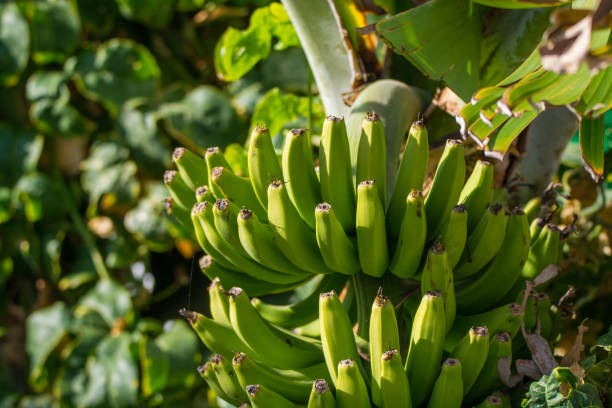 plantation de bananiers, tas de rip de bananes vertes sur bananier - banana plantation green tree photos et images de collection