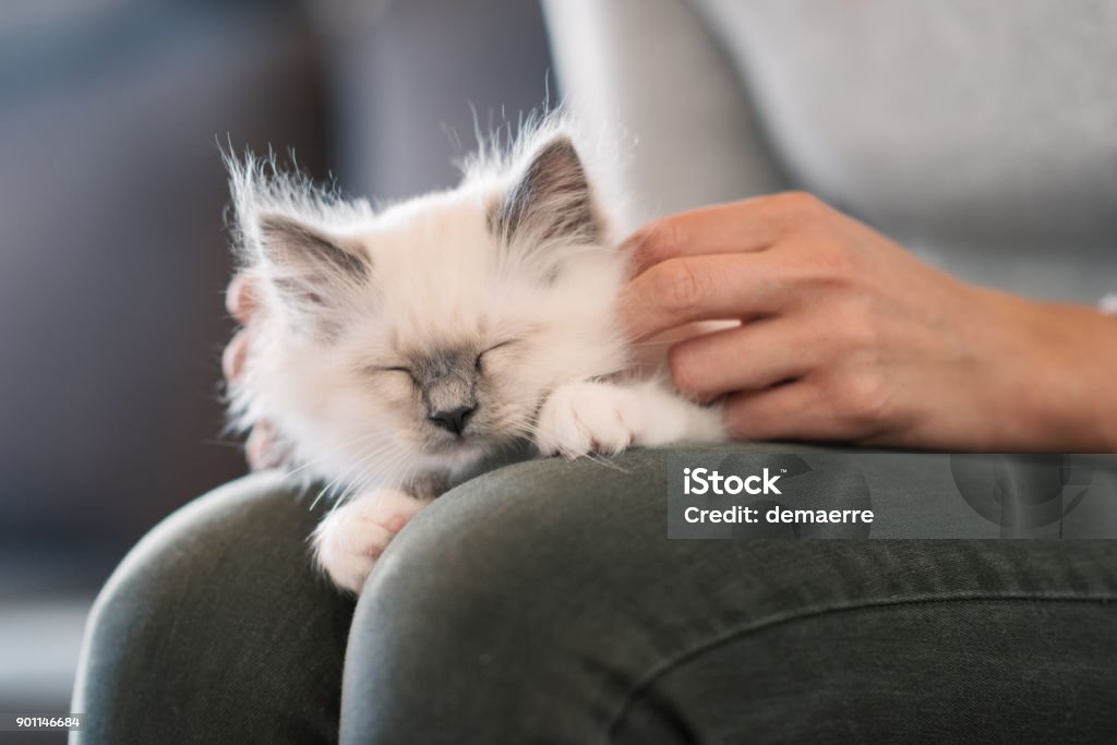 Chat en peluche couché sur les genoux de son propriétaire - Photo de Chat domestique libre de droits