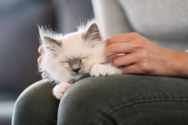 Cuddly cat lying on its owner's lap Cuddly sleepy kitten lying on his owner's lap and purring, the woman is caressing it birman photos stock pictures, royalty-free photos & images