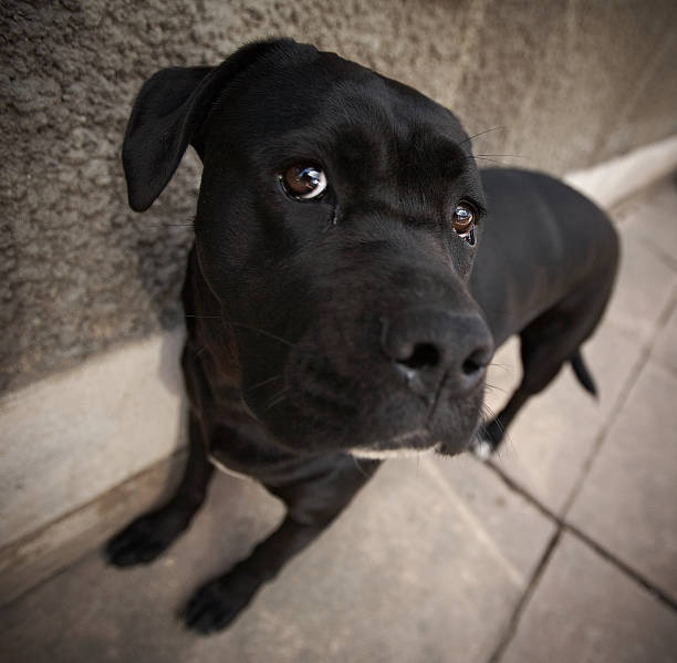 istock Black labrador retriever dog. 901146924