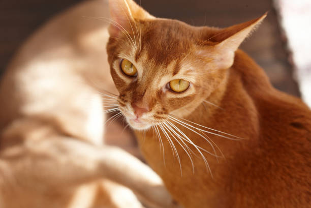 istock Portrait of cute red cat. 901146986