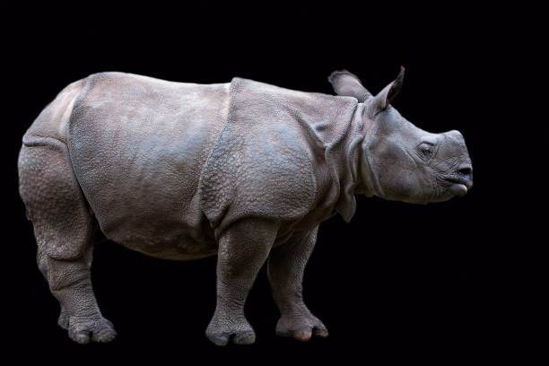 istock Rhino on a black background 901153350