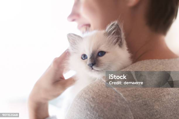 Donna Che Abbraccia Il Suo Gattino - Fotografie stock e altre immagini di Gatto domestico - Gatto domestico, Abbracciare una persona, Gattino