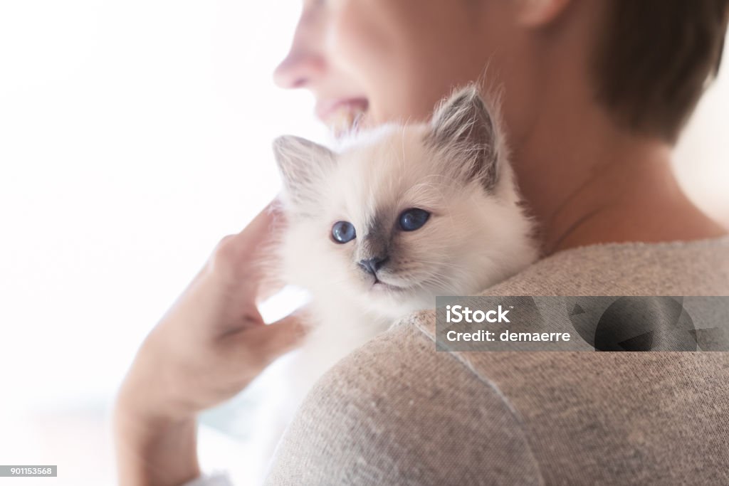 Woman hugging her kitten Young smiling woman hugging and cuddling her cute newborn kitten, pets and lifestyle concept Domestic Cat Stock Photo