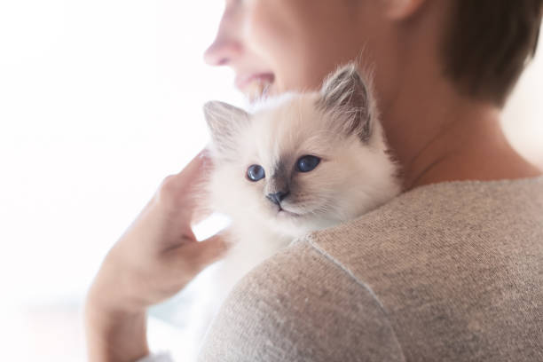 Woman hugging her kitten Young smiling woman hugging and cuddling her cute newborn kitten, pets and lifestyle concept birman photos stock pictures, royalty-free photos & images