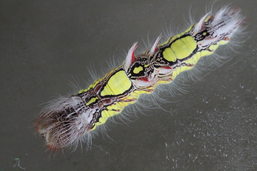 the caterpillar of the morpho peleides moth
