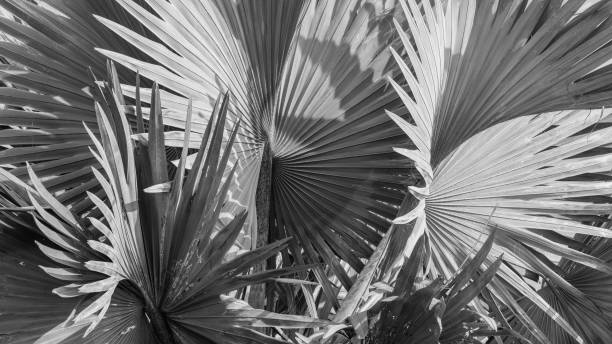 istock abstract gray background of Bismarck palm leaf. 901156962