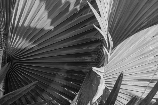 istock abstract gray background of Bismarck palm leaf. 901157004