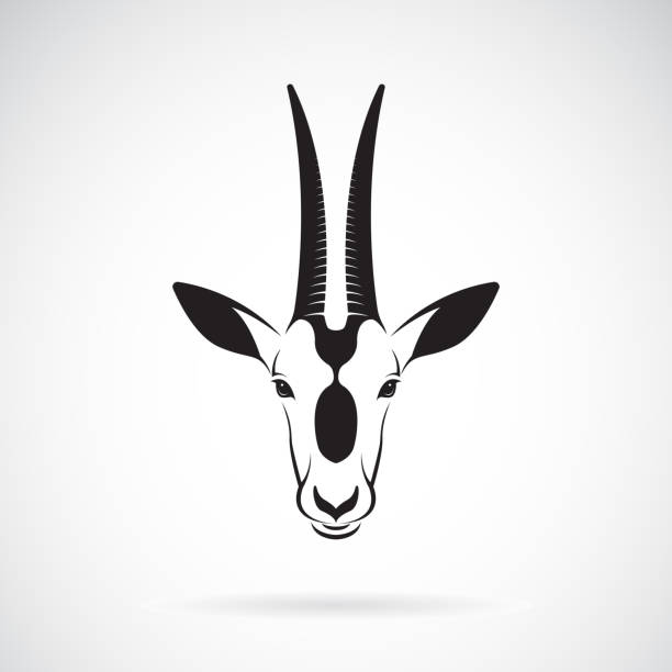 ilustrações, clipart, desenhos animados e ícones de vetor de um projeto da cabeça com chifres cimitarra oryx sobre fundo branco. animais selvagens. ilustração em vetor. - oryx