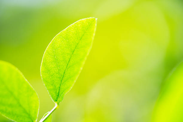 istock Close up nature of green leaf 901159872