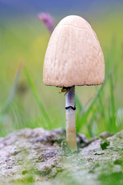 istock Horse dung mushroom 901160444