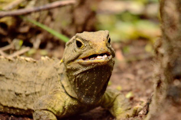 Tuatara lizard (Sphenodon guntheri) in New Zealand