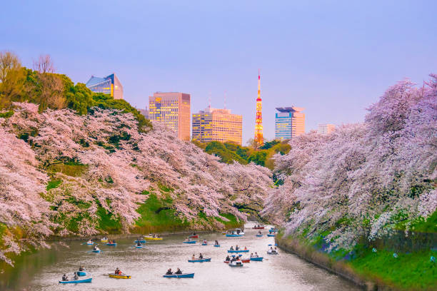 istock Chidorigafuchi park with full bloom sakura 901163270