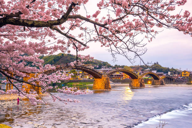 istock Cherry blossom Full Bloom at Kintaikyo Bridge 901163348