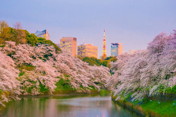istock Chidorigafuchi park with full bloom sakura 901163364