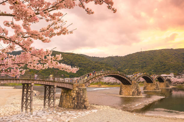 istock Cherry blossom Full Bloom at Kintaikyo Bridge 901163374