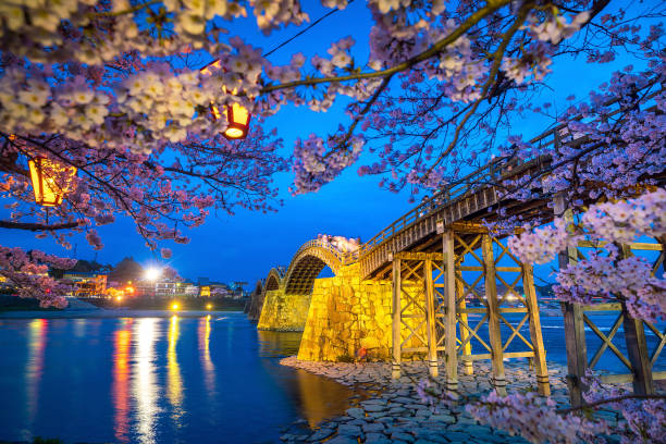 istock Cherry blossom Full Bloom at Kintaikyo Bridge 901163380