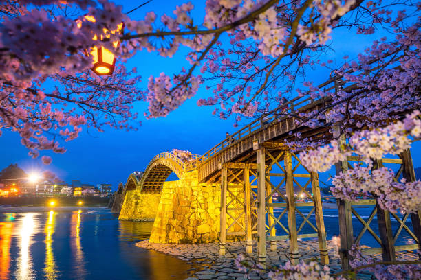 istock Cherry blossom Full Bloom at Kintaikyo Bridge 901163446