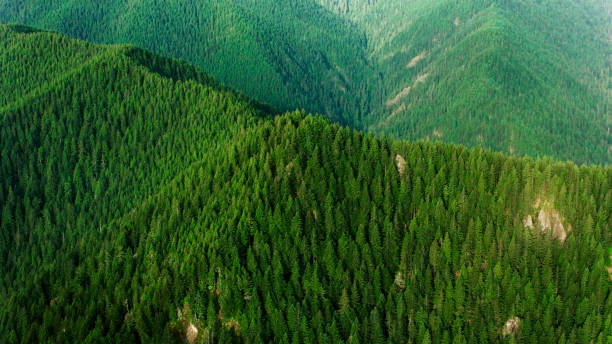 Aerial shot of vast forest in sunshine, Oregon, USA.