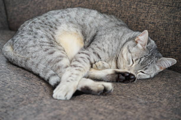 Egyptian mau,cat,room
