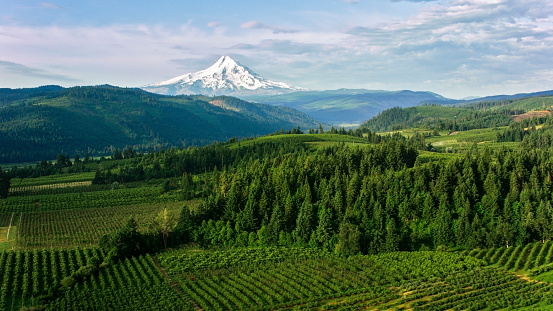 Aerial shot of agricultural land with Mount Hood seen in distance with its snowcapped peak in Oregon, USA.
