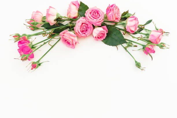 istock Spring composition with pink roses on white background. Top view. Flat lay. Floral frame of flowers, copy space 901173680
