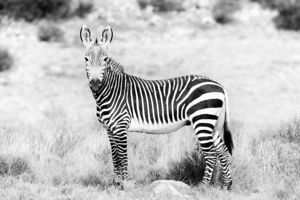istock Monochrome Mountain zebra in the Mountain Zebra National Park 901173948