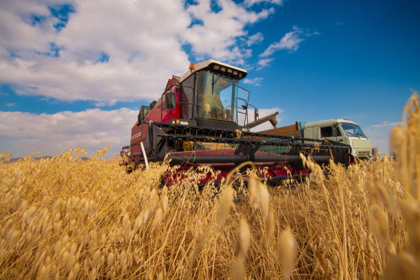 istock combine harvester for harvesting grain in the field 901174494