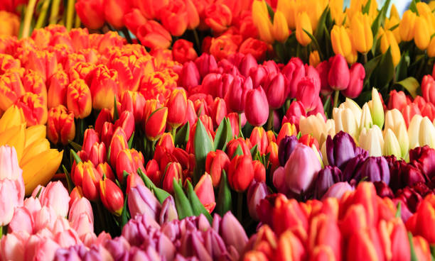 istock Many Colorful Tulips 901174526
