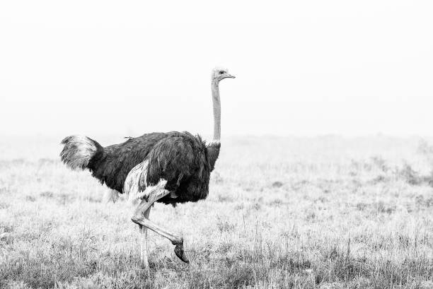 istock Monochrome Ostrich running in the mist 901174574
