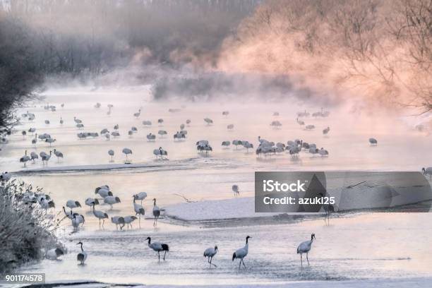 日の出タンチョウ - 釧路のストックフォトや画像を多数ご用意 - 釧路, 樹氷, かすみ