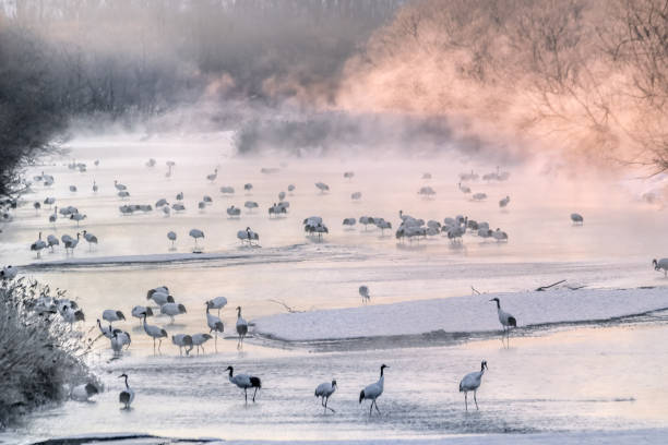 Japanese Cranes at sunrise Japanese Cranes sleeps in the river at night national park akan stock pictures, royalty-free photos & images