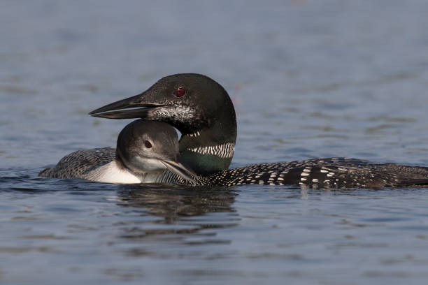 istock Common Loon chick snuggling up next to its mother 901174624