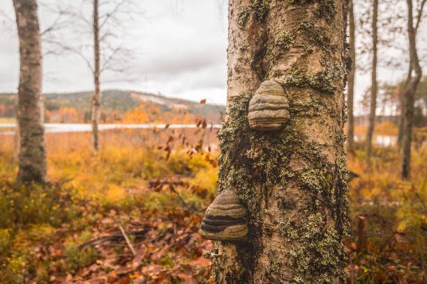 Autumn forest wiew from Sotkamo, Finland.