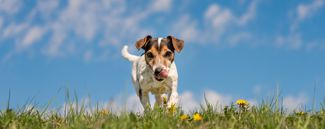 Small dog is running over green meadow with dandelions in spring - hair style smooth - Jack Russell 10 years old