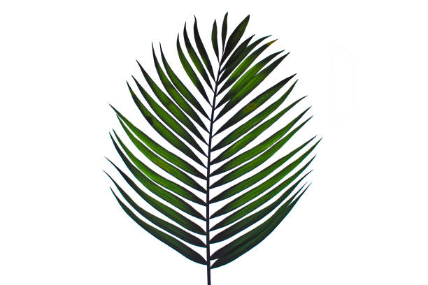 istock Green leaves of palm tree isolated on white background 901181906