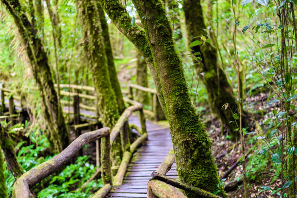 istock Ang Ka Luang Nature Trail 901183048