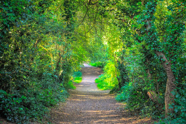 Tree tunnel and a trail surrounded by lush plants in Hampstead Heath, London, UK
