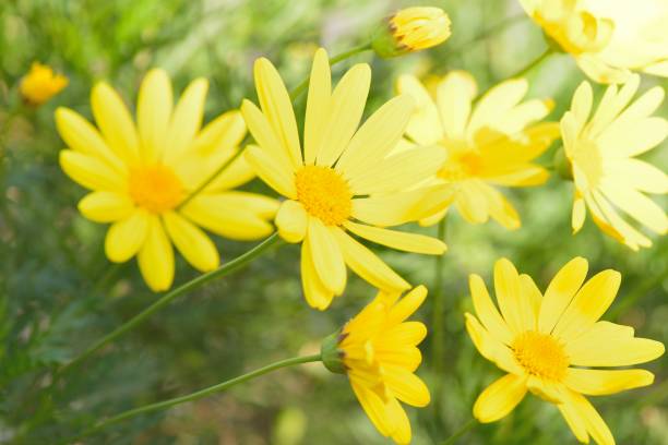 istock Spring background of Yellow Daisy flowers 901186870