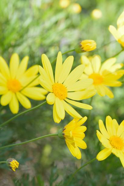 istock Spring background of Yellow Daisy flowers 901186924