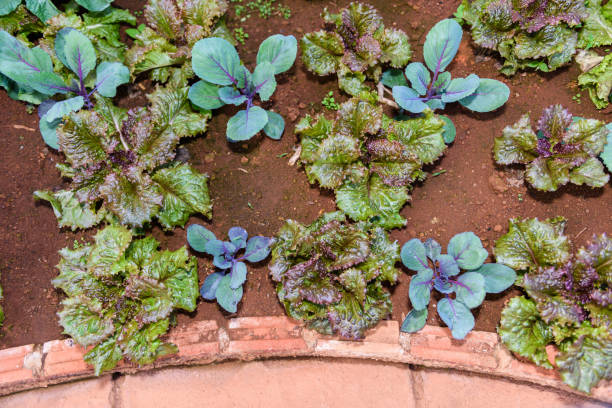 istock Vegetable garden Herbs, and vegetables in backyard formal garden 901186994
