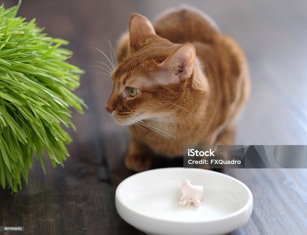Red cat eats. Portrait of serious red cat. adorable animal Animal Stock Photo